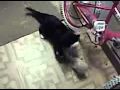 cat fight