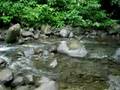 videos de Stream at Alberto Brenes Biological Station