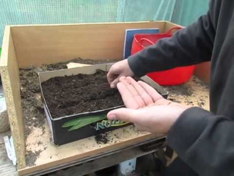 how to harvest vegetables