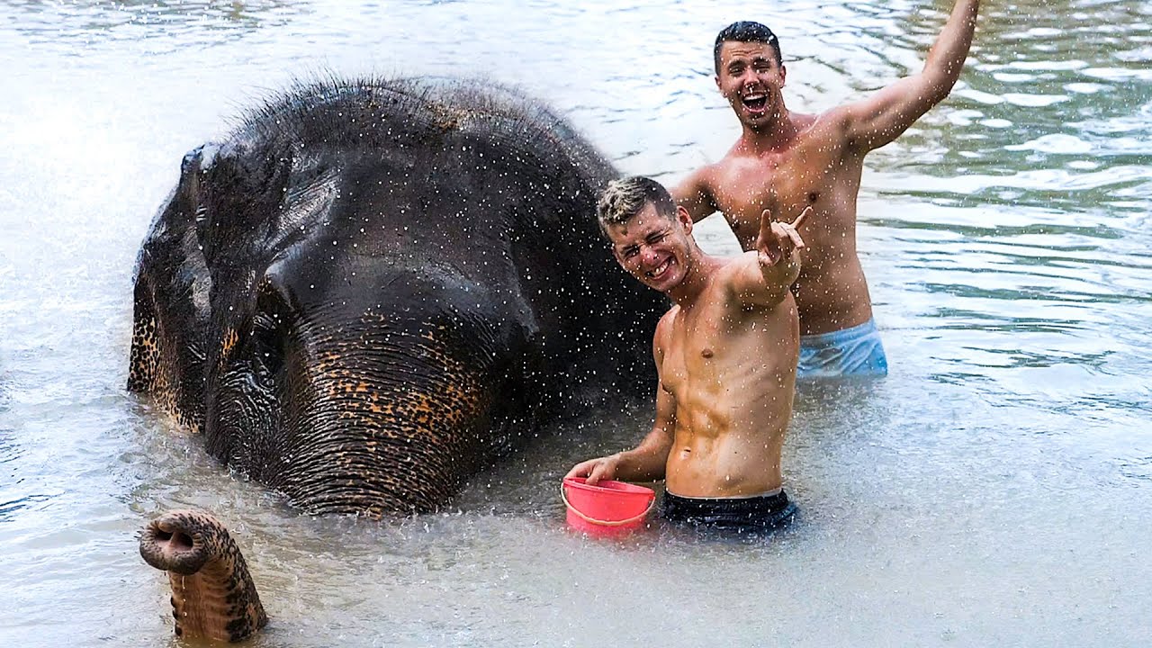 Fürdés Elefántokkal - Nagy Benedek