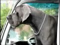Great Danes working in ATLANTA Great Danes working in ATLANTA
