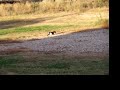 Buzz hunting Buzz hunting