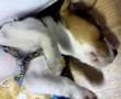 Beagle video