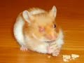 harry the hamster interactive smell-o-vision