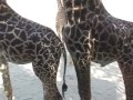 Fun Time At The Zoo