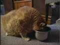 Mega Cat