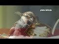 Freche Spatzen klauen ( meine )  Pommes bei Mc Donald�s - HD Clip