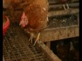 videos de H5N1 antwortet nicht - Der Trailer