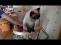 Fugu loves spanking