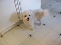 Buttons, My Little Butterball Bichon Frise