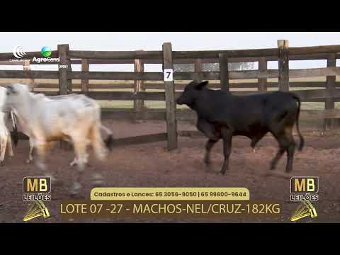 519 LEILO VIRTUAL MB LEILES