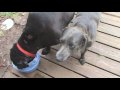 My Two Dogs My Two Dogs