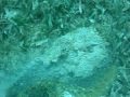 Stone Fish in Aqaba (Red Sea)