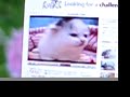 Re: スコティッシュ・フォールド　Scottish Fold