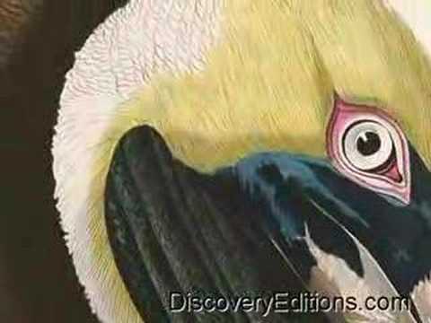 Audubon Art Drawn from Nature