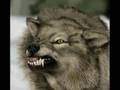 Shy-Fx-Wolf
