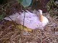 Baby Indian Runner Ducks