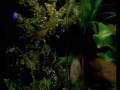 videos de houdini the fish