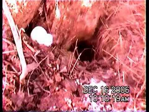 Ermine is fast moving and fun to watch!