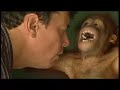 Eco-fuel Kills The Orang-utans - World Eco-fuel Kills The Orang-utans - World
