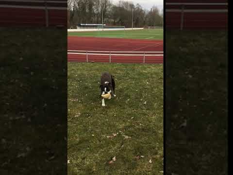 BENECURA Kniebandage für Hunde