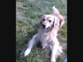 Lycos