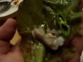 The Living Squid