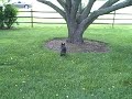 lizzy in tree