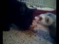 Cat and ferret sharing food. Is it possible? - July 13, 2008, 12:17 AM