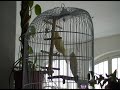 Canary \"Prays\" With Celine Dion and Andrea Bocelli