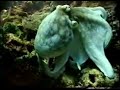 octopus scuba cancun mexico 199856ft