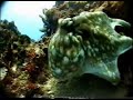 octopus scuba cancun mexico 199856ft