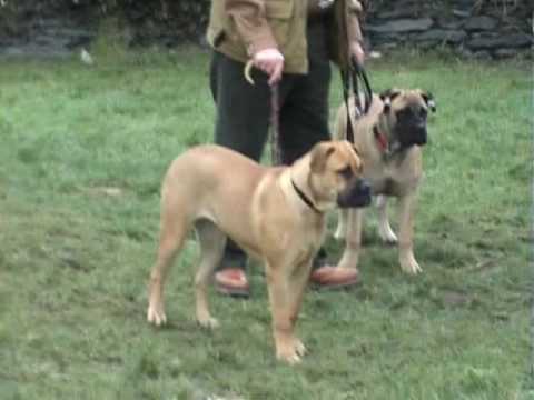 bullmastiff