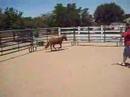 For Sale-Spectacular 2 year old Miniature Gelding