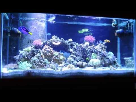 how to cure ich in a reef tank