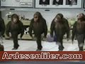 cimil maymunlar? maymun horonu