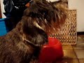 hungrige-dackel.html