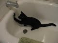 Scary Kitty