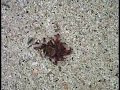 Ants eating a spider. Ants eating a spider.