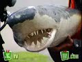 Just For Laugh - The Shark