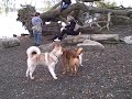 A Day at the Dog Park