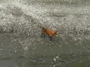 どろどろ＾＾； でも砂浜の方に登ってきたので 安心しました