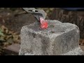 Footage from my second knifemaking project, using 