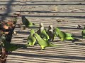 Wild Quaker Parrots 