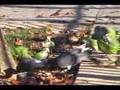 Wild Quaker Parrots Rumble in Brooklyn