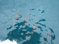 Yunuslar - Delphinidae- Cetacea