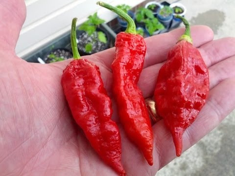 how to grow ghost peppers