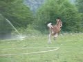Pouliche comtoise de 15 jours