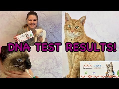 Basepaws DNA Test Results of My Three Cats are Here!