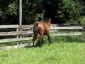 Three yr. old Holstiner filly by Loardship for sale